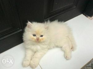 Persian kittens 2 male and 1 female Available.