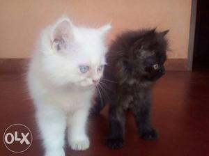 Persion Kittens pair Rs 