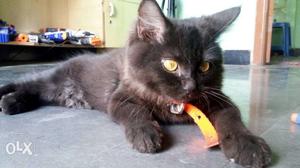 Pure Persian Black Cat 5 Months Old Very Friendly