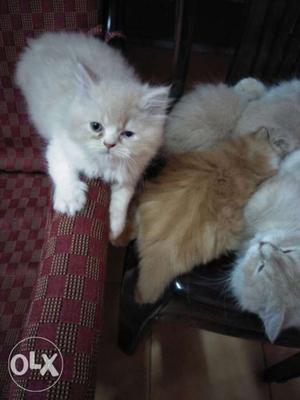 Pure breed persian cats