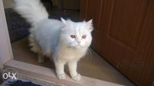 Pure breed white Persian healthy cat 10 months old