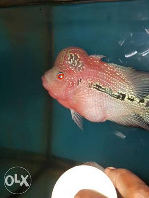 Red And Gray Flowerhorn Chiclid