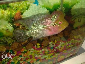 Red Dragon male flowerhorn fish aggreshive and