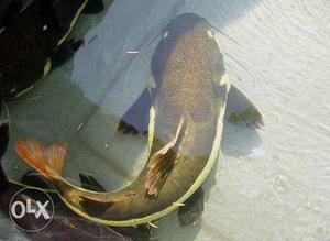 Red Tail Cat Fish big size for sale..