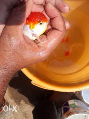 Red cap gold fish available