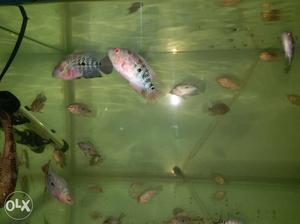 SRD flowerhorn confrom male babies Available