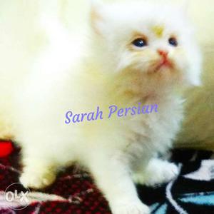 Semi punch female nice furr quality halthy and