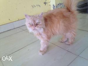 Semi punch persian cat female for sale...age: 15
