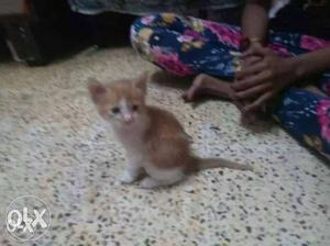 Short-coated Orange And White Kitten