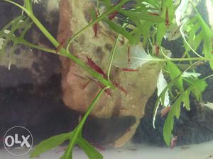Shrimps (White/Cherry red/ Fire red) for sale