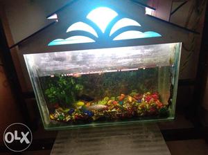 Small aquarium with around 15 mouli fishes And