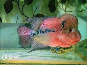Srd Flower Horn Fish 9 Inchs