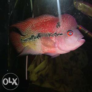 Super red dragon flowerhorn 10inch 1yr old fish