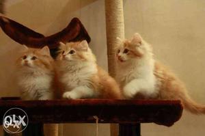 Three Orange Tabby Kitten