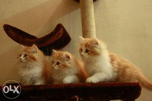 Three Orange Tabby Kittens cats sale all colors cats sale