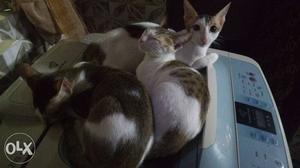 Three White And Brown Cats