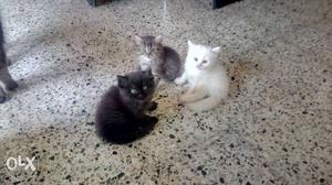 Three White And Gray Kittens