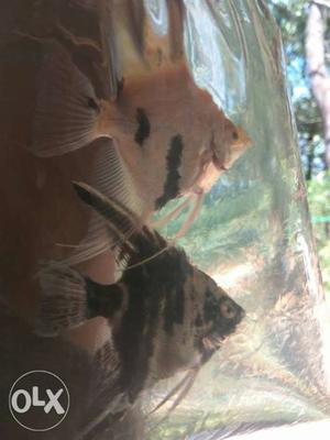 Three marble angelfish for sale