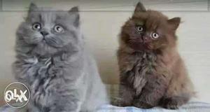 Two Blue And Brown Persian Cats kitten sale long fur healthy