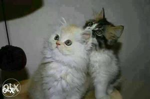 Two White And Tan Fur Kittens cats sale more breed healthy