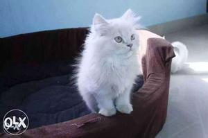 White Cat In Greater Noida