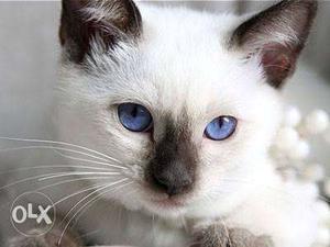 White Himalayan Persian Kitten