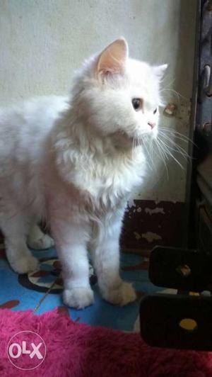 White Persian Cat Female 3 Months Old