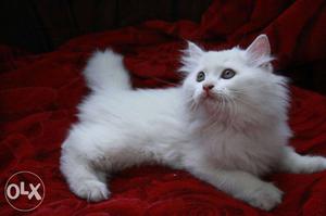 White Persian Cat kitten sale good looking real color cats