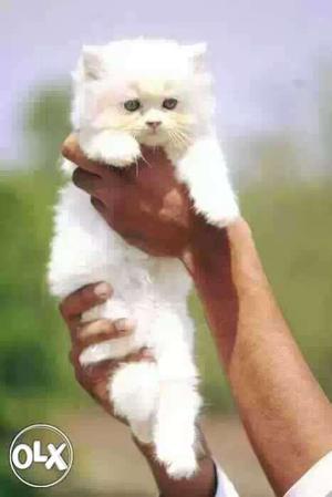 White Persian Cat kitten sale healthy long fur traind cats