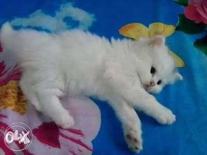 White Persian Kitten cats sale all india any time cash on