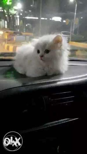 White Persian Kitten cats sale long fur traind cute persian