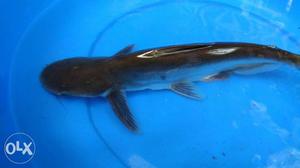 White cat fishes and black sharks wholesale rate