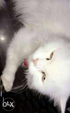 White female pure persian cat at cheap price