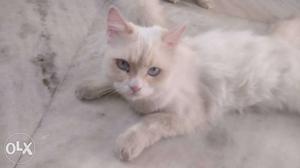White persian cat female(8 months)