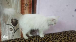 White persian female kitten semi punch 8 months