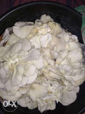 Fresh mushroom/kg price