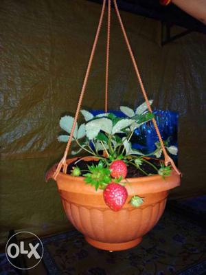 Strawberry Hanging Plant With Pot