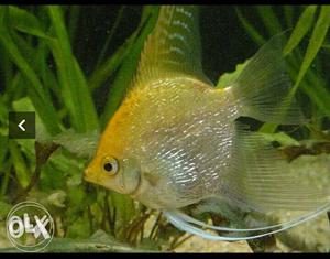 1 pair large angel fish,if anyone to need message me inbox