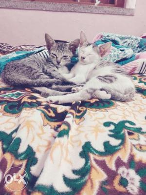 2 adorable loving cute kitties of 5 months