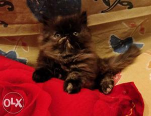 2 months old Pure breed Himalayan kittens, mother