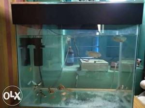 2/1 feet aquarium with fish and all accessories