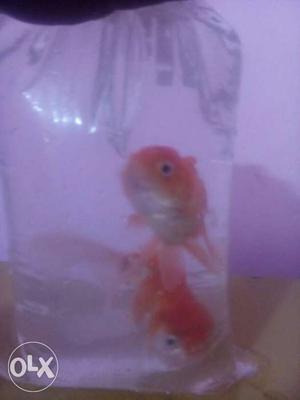 2red cap fish sale.urgent sale