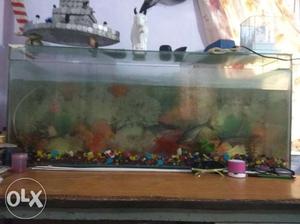 3.25 ft aquarium with 3 shark fish, stones 4kg,