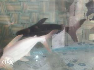 3 black n white shark big size shark for sell