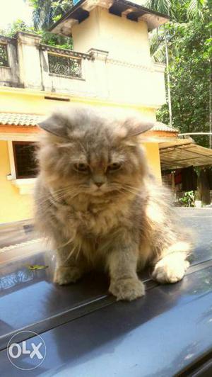 3 months pregnant Persian cat! good taby cute