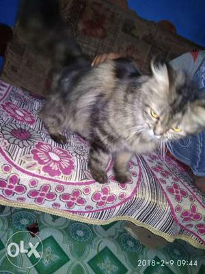 7 month old female Persian cat for sale