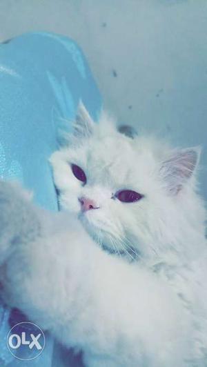 8 months old white persian cat male