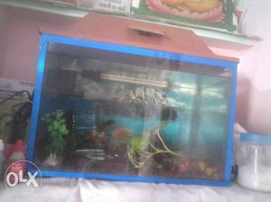 A 1 by 1.5 ft aquarium with waterlight and filter
