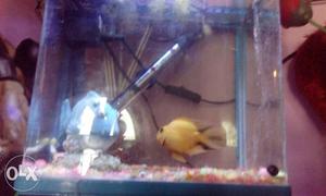 A healthy yellow fish is for sale hurry up