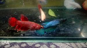All imported female Betta many verity
